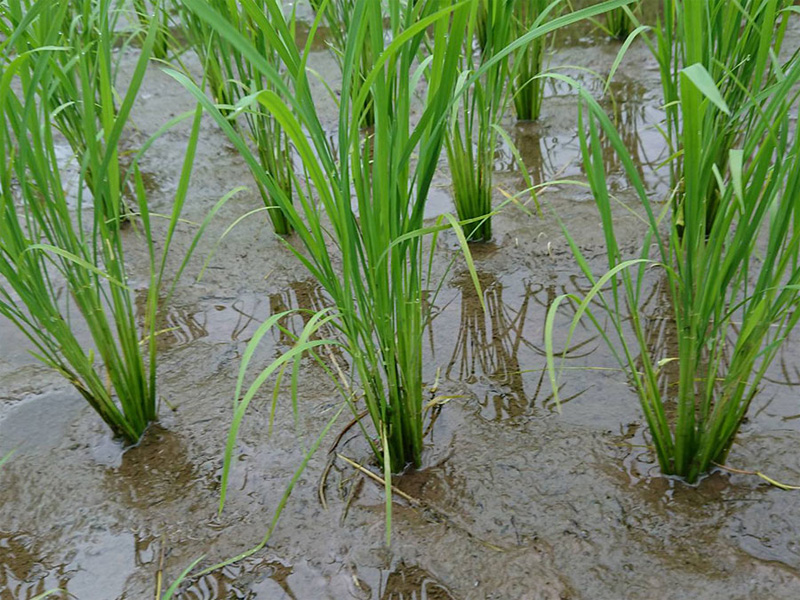 田植え